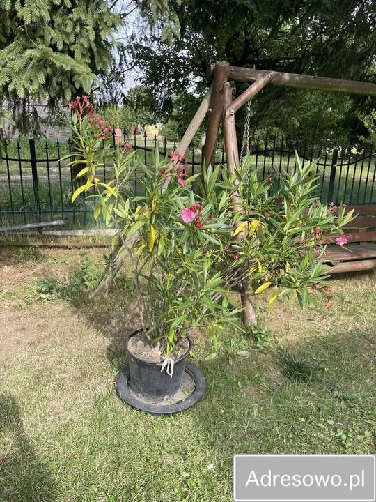 dom wolnostojący Rywałdzik. Zdjęcie 11