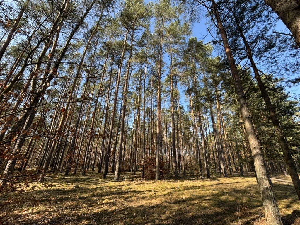 dom wolnostojący, 4 pokoje Grotów. Zdjęcie 11