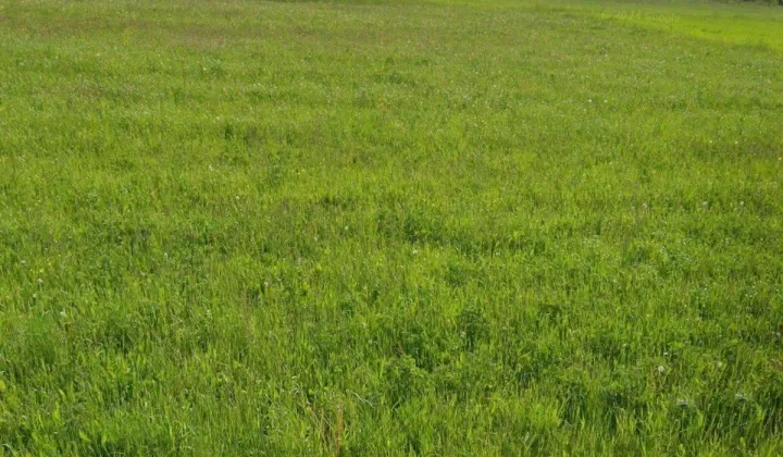 Działka budowlana Szalowa