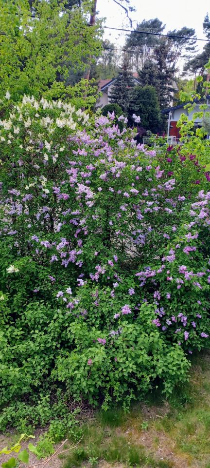 dom wolnostojący, 5 pokoi Otwock Świder, ul. Pogodna. Zdjęcie 40