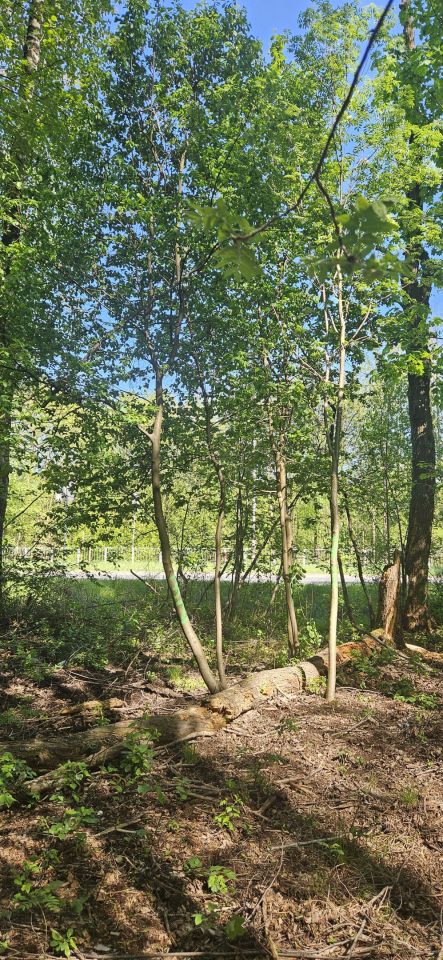 Działka rolno-budowlana Mościska, ul. Radziejowicka. Zdjęcie 4