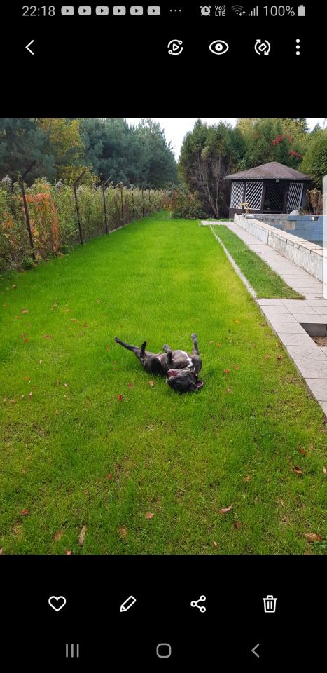 Działka rekreacyjna Łosie, ul. Czyżyka. Zdjęcie 26