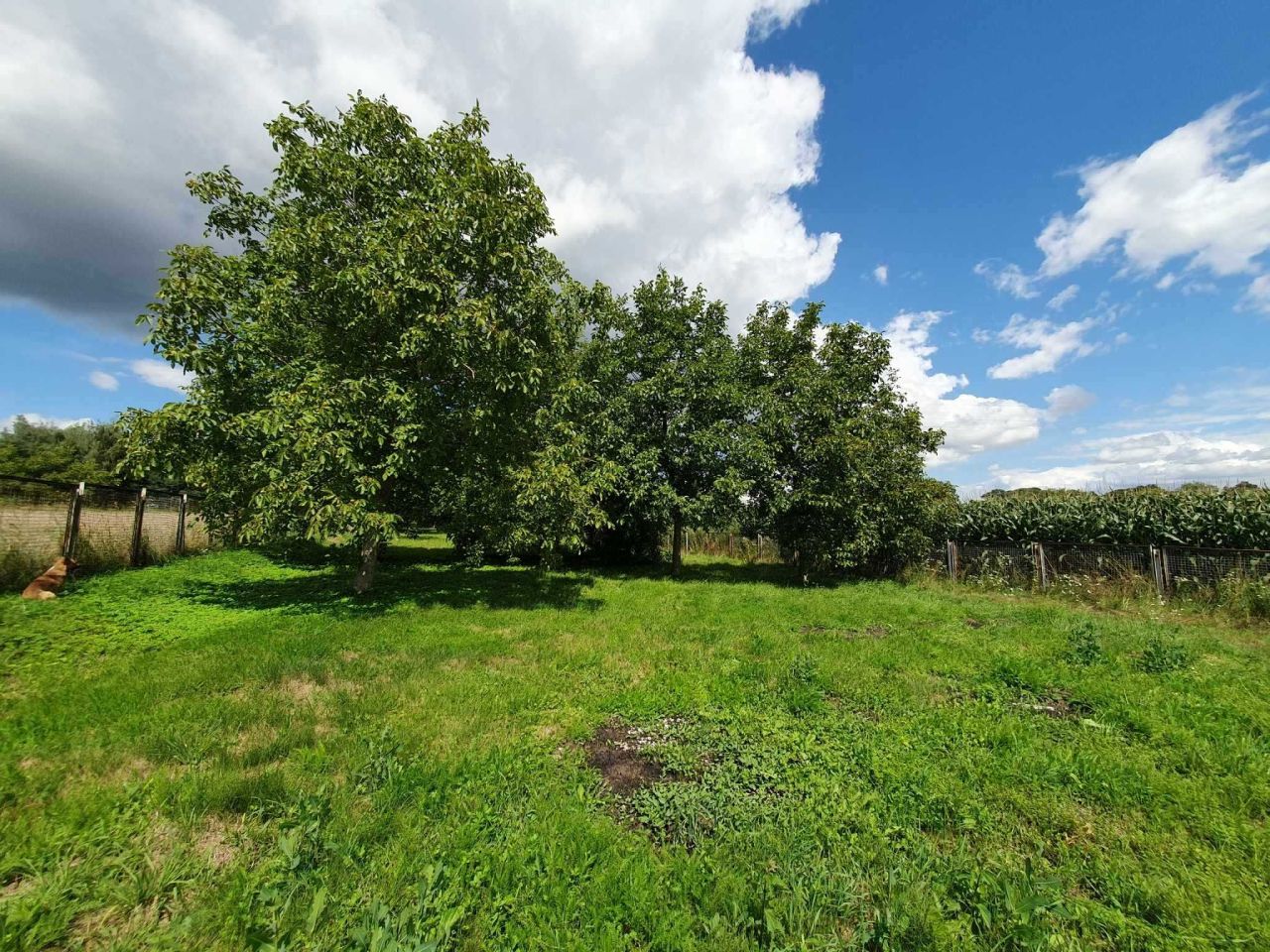 Działka rolno-budowlana Roźwienica. Zdjęcie 5