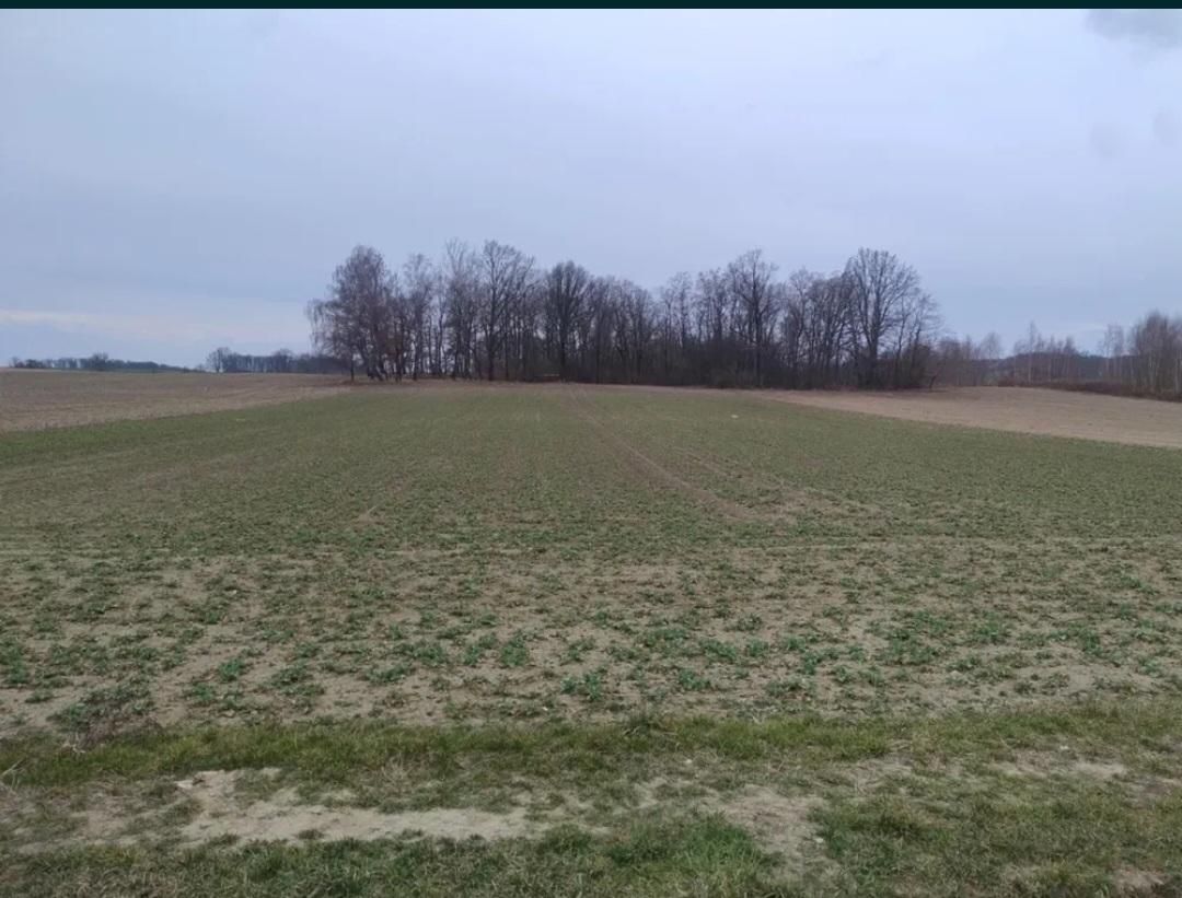 Działka rolna Zawonia, ul. Oleśnicka. Zdjęcie 3