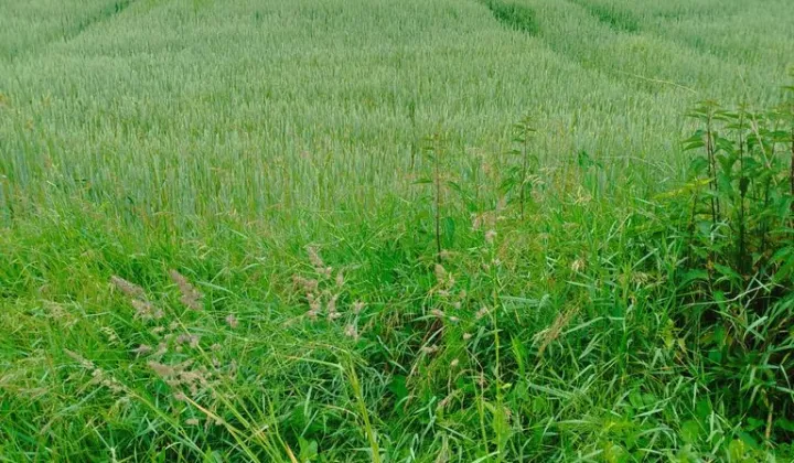 Działka budowlana Książe-Skroniów