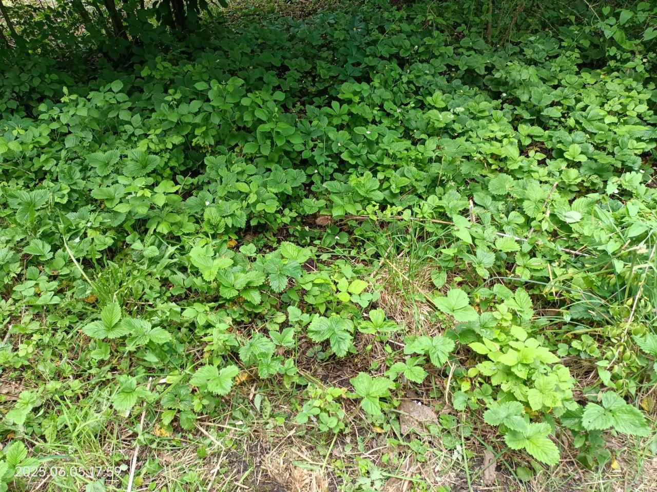 Działka rod Wrocław Śródmieście, ul. Klecińska. Zdjęcie 7