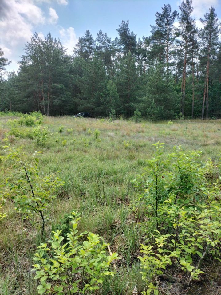 Działka rekreacyjna Chorzele. Zdjęcie 6