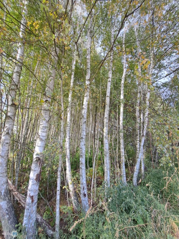 Działka siedliskowa Łagów. Zdjęcie 5