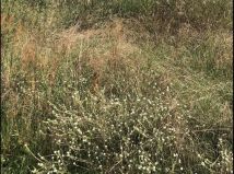 Działka rolna Kuźnia Raciborska, ul. Topolowa. Zdjęcie 1