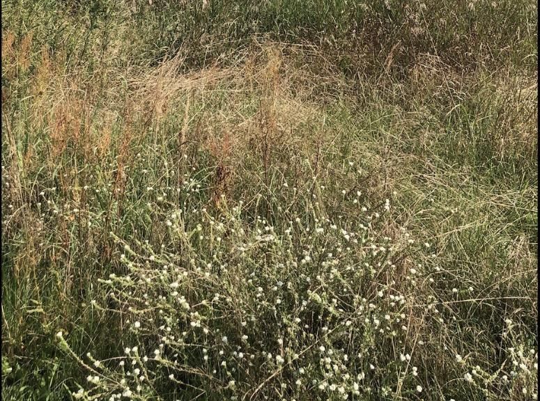 Działka rolna Kuźnia Raciborska, ul. Topolowa. Zdjęcie 2