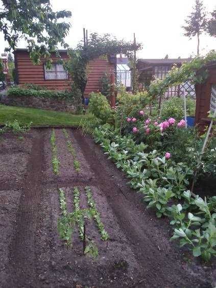 Działka rod Starogard Gdański. Zdjęcie 3