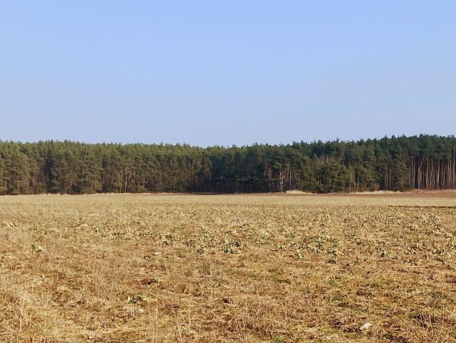 Działka budowlana Miłoszyce, ul. Przylesie. Zdjęcie 4