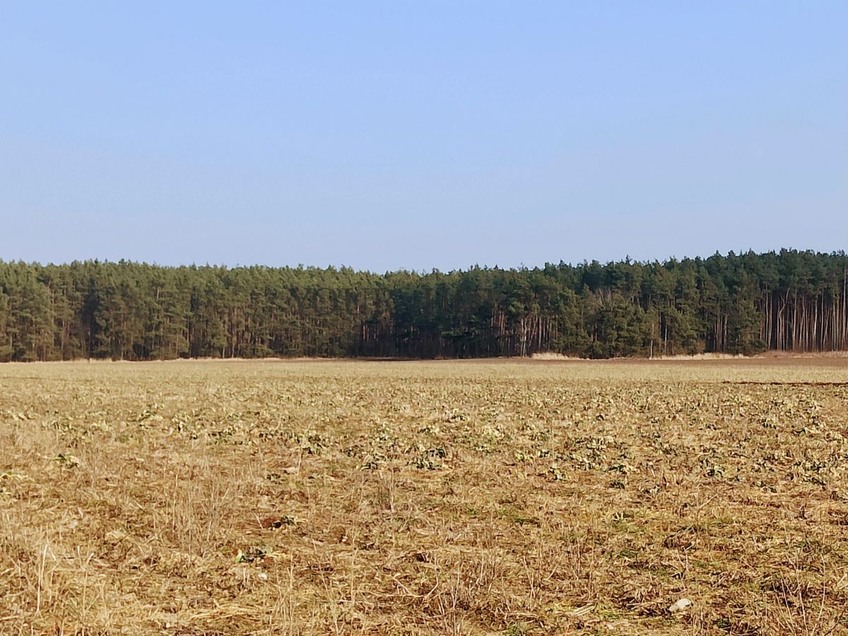 Działka budowlana Miłoszyce, ul. Przylesie. Zdjęcie 4