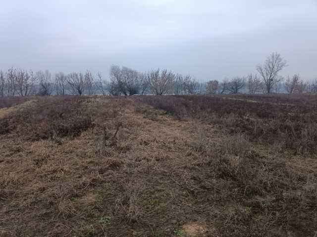 siedlisko Siarzewo. Zdjęcie 3