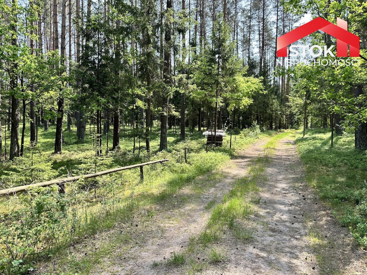 Działka leśna Rudnica. Zdjęcie 8