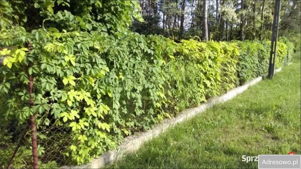 dom wolnostojący, 4 pokoje Zakącie. Zdjęcie 2