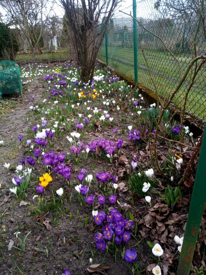 Działka rod Iława, ul. Władysława Reymonta. Zdjęcie 9