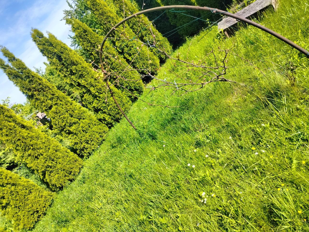 Działka rod Świdniczek. Zdjęcie 4