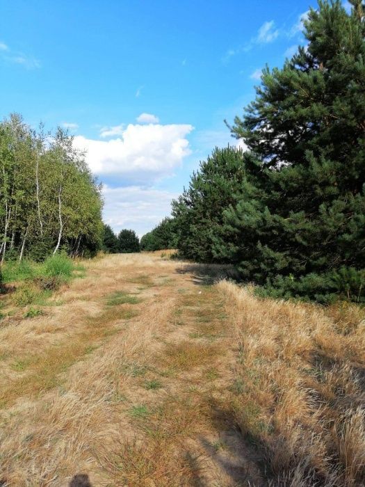 Działka inwestycyjna Lisie Jamy. Zdjęcie 2