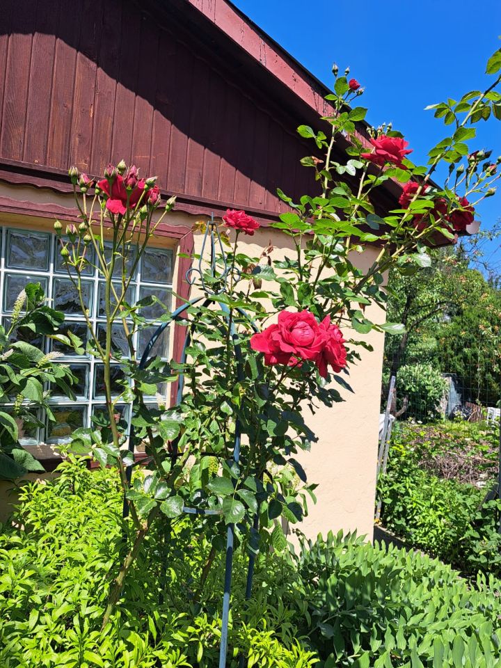 Działka rod Zabrze Biskupice, ul. Wojciecha Drzymały. Zdjęcie 8