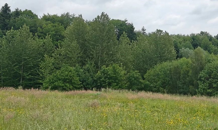 Działka inwestycyjna Golcowa. Zdjęcie 7