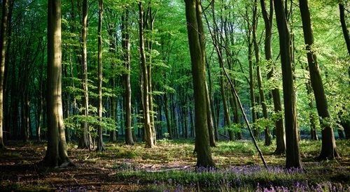 Działka leśna Jędrzejów. Zdjęcie 1