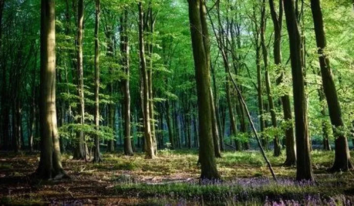 Działka leśna Jędrzejów