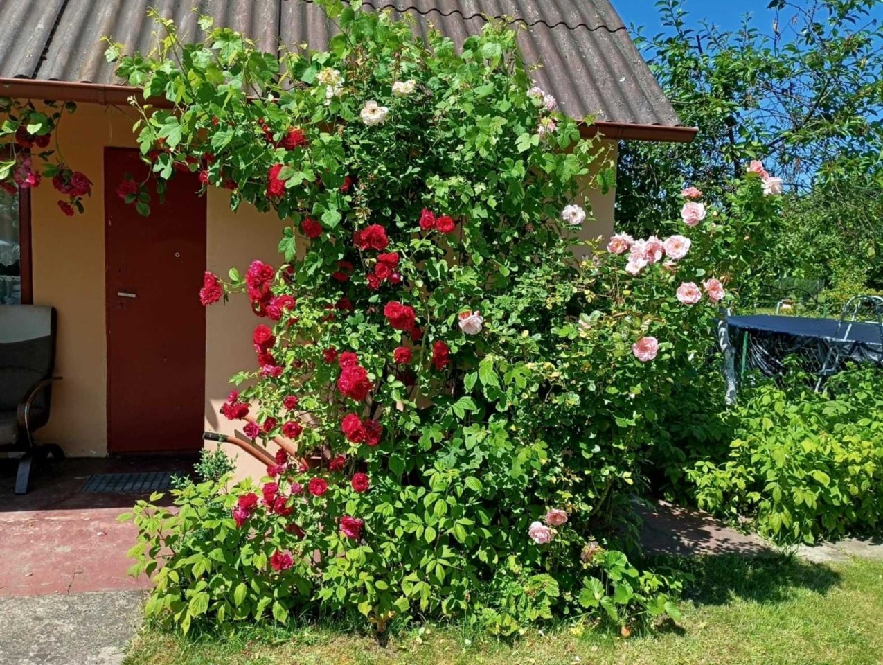 Działka rekreacyjna Bełchatów, ul. Cegielniana