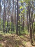 Działka leśna Babsk. Zdjęcie 2