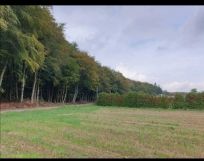 Działka rolna Zaleszczyce. Zdjęcie 1