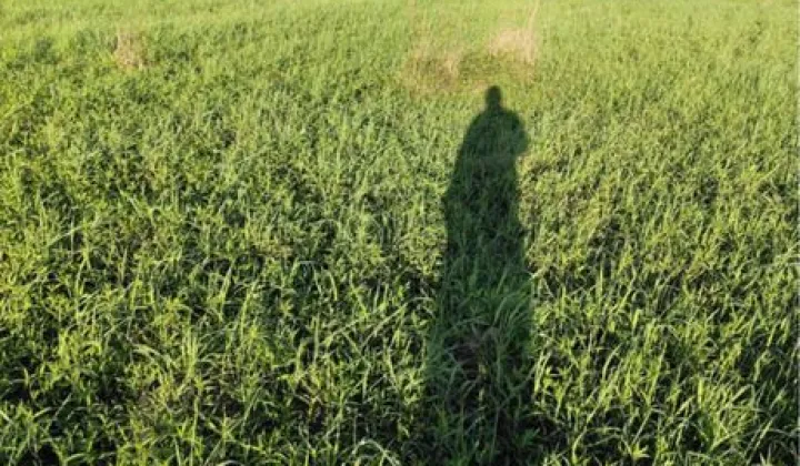 Działka rolna Wierzbiny