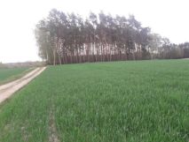 Działka rolna Potrzanowo. Zdjęcie 3