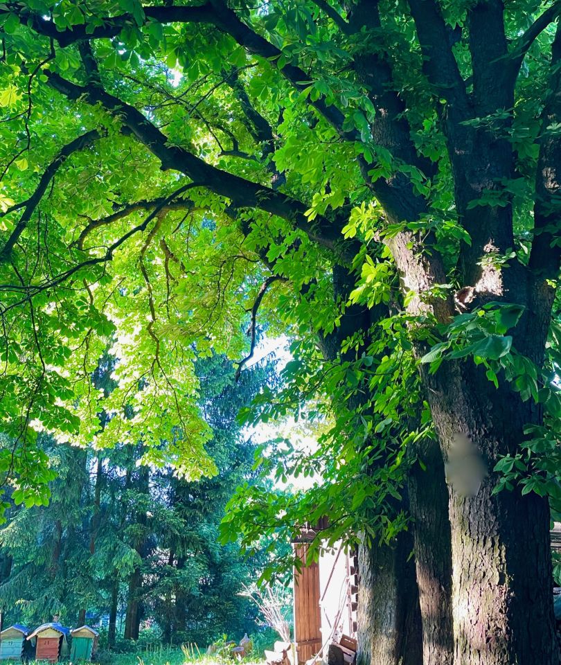 siedlisko, 5 pokoi Żuków Dębina. Zdjęcie 22