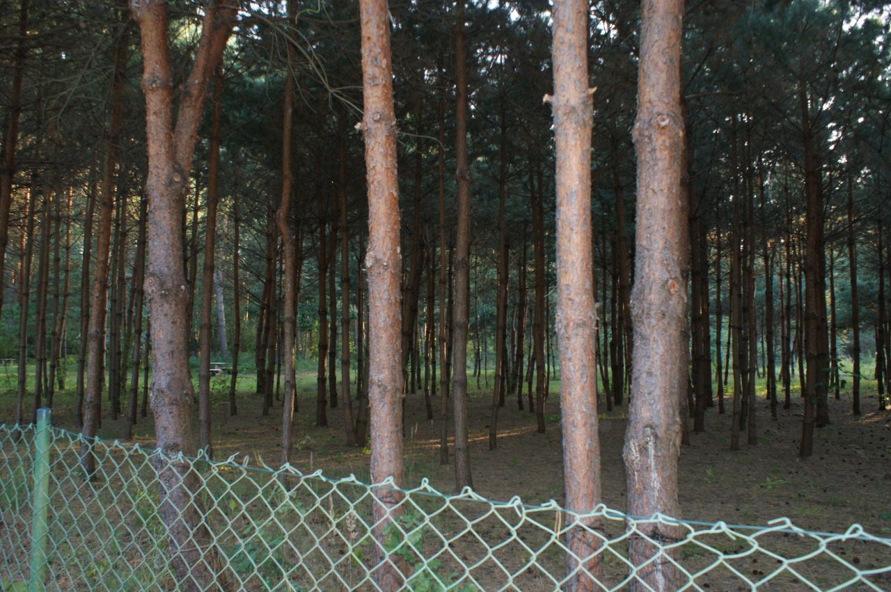 Działka rekreacyjna Czerwona Wola Myszkówka. Zdjęcie 38