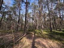 Działka leśna Osiedle Wilga, ul. Jodłowa. Zdjęcie 2