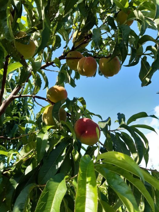Działka rod Gdynia Oksywie, ul. Zielona. Zdjęcie 19