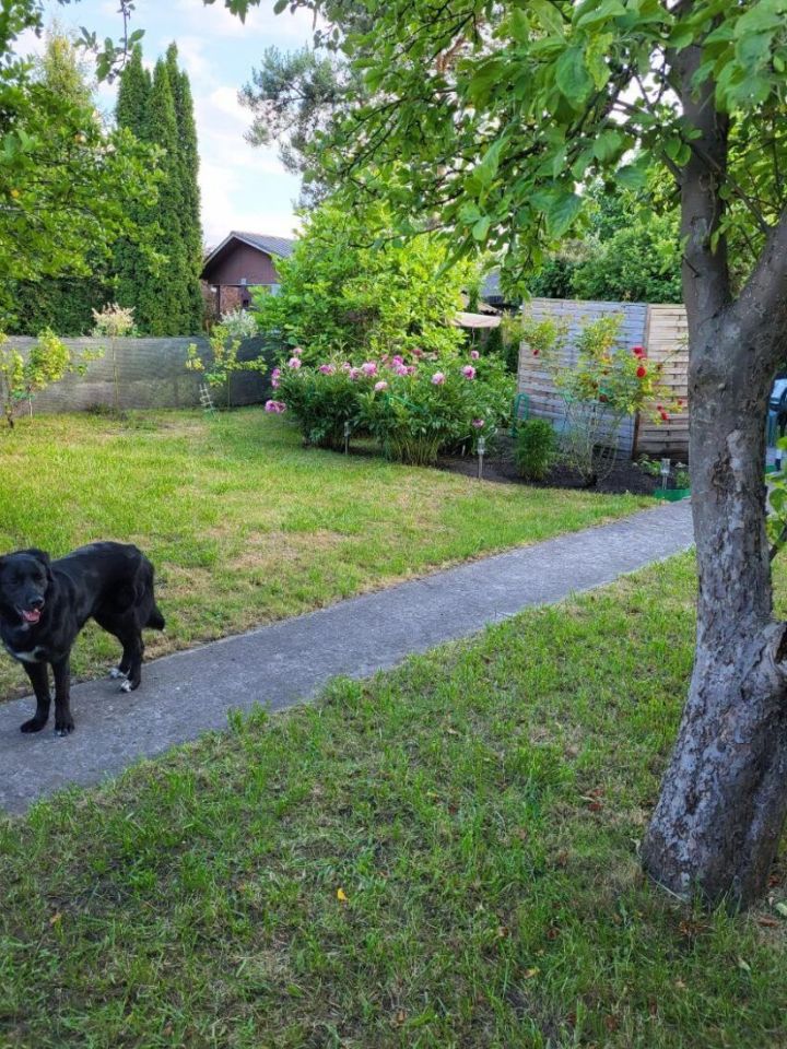 Działka rod Zagościniec. Zdjęcie 5