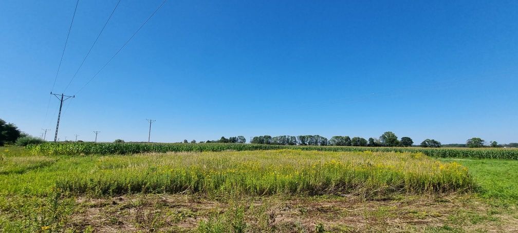 Działka budowlana Wilczków. Zdjęcie 1