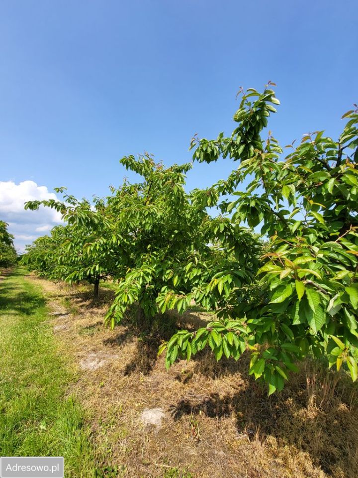 Działka rolna Stefanków. Zdjęcie 6