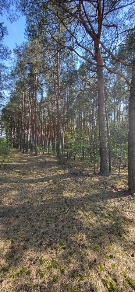 Działka rolno-budowlana Zygmuntowo. Zdjęcie 3