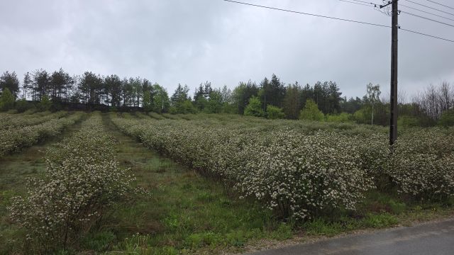 Działka rolno-budowlana Wołucza. Zdjęcie 1