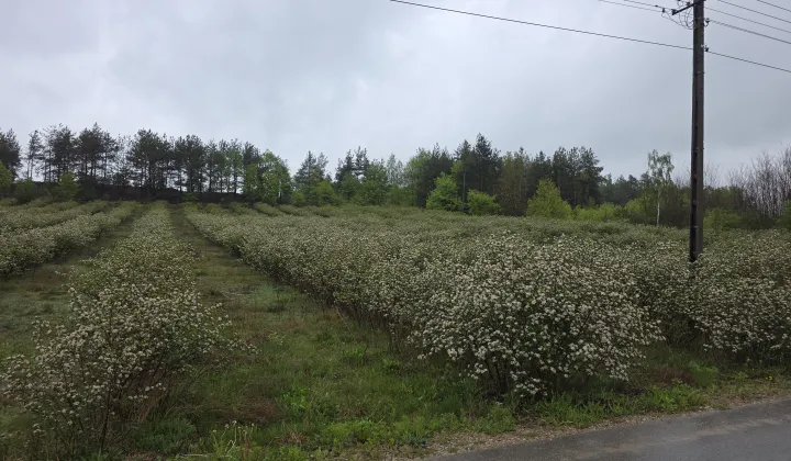 Działka rolno-budowlana Wołucza