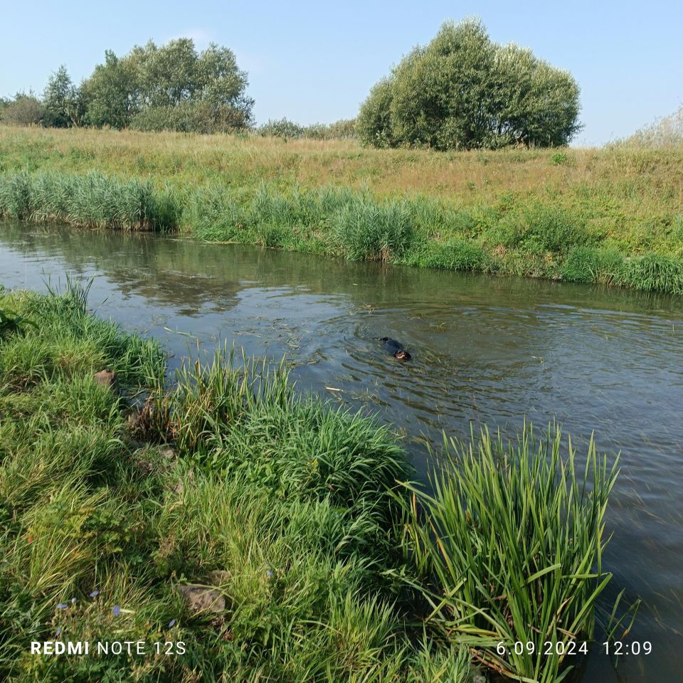 Działka budowlana Elbląg, Lisów