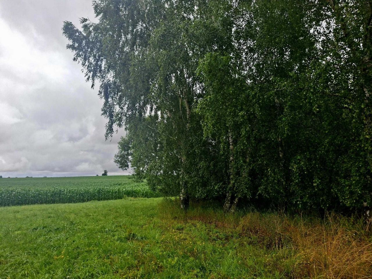 Działka budowlana Rogowo. Zdjęcie 4