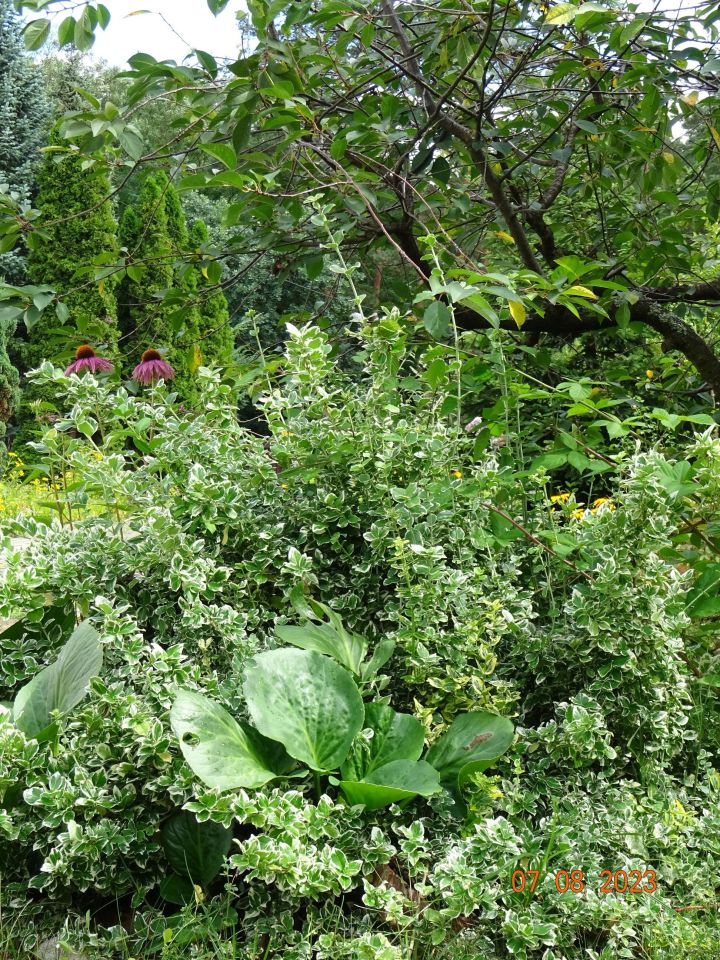 dom wolnostojący, 5 pokoi Długa Szlachecka, ul. Jana Matejki. Zdjęcie 13