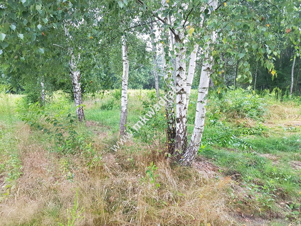 Działka budowlana Terenia. Zdjęcie 1