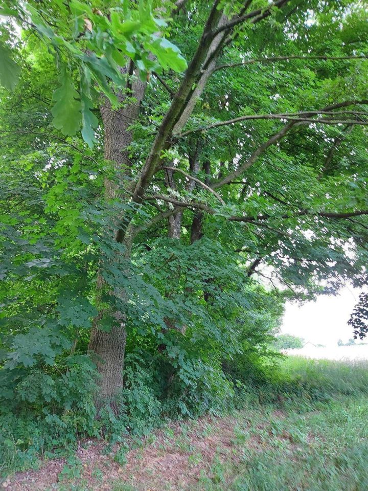 Działka budowlana Mąkoszyce. Zdjęcie 3