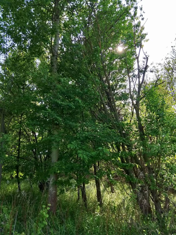 Działka budowlana Jabłonna Pierwsza. Zdjęcie 14