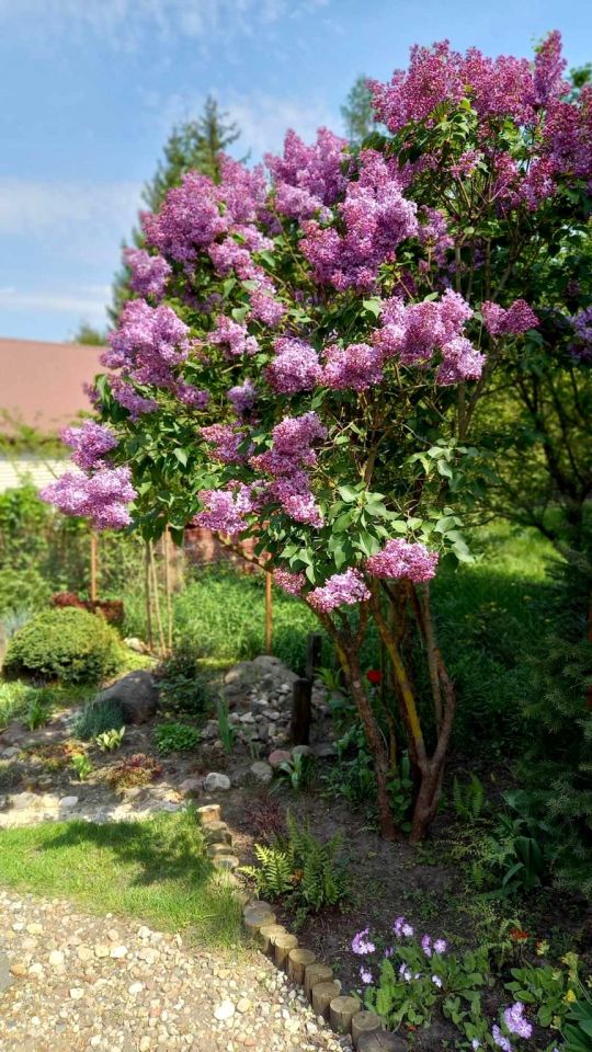 Działka rod Niewodnica Kościelna, ul. Działkowców. Zdjęcie 16