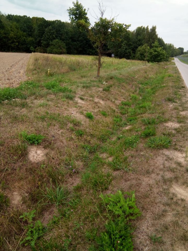 Działka rolno-budowlana Janów. Zdjęcie 5